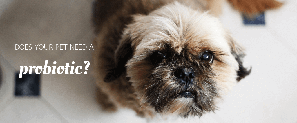 Does Your Pet Need a Probiotic?