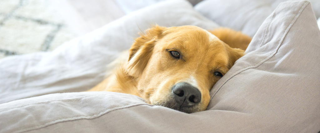 The Best Dog Breeds for Couch Potatoes