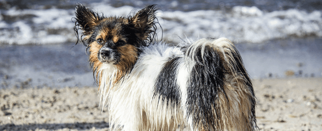Pool and Beach Safety Tips for Pets: Part I