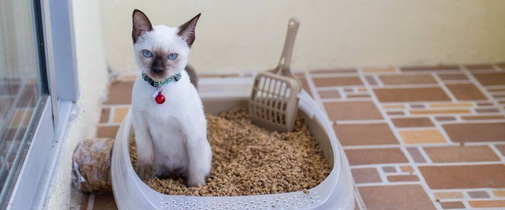 How to Spot and Solve Pesky Litter Box Problems