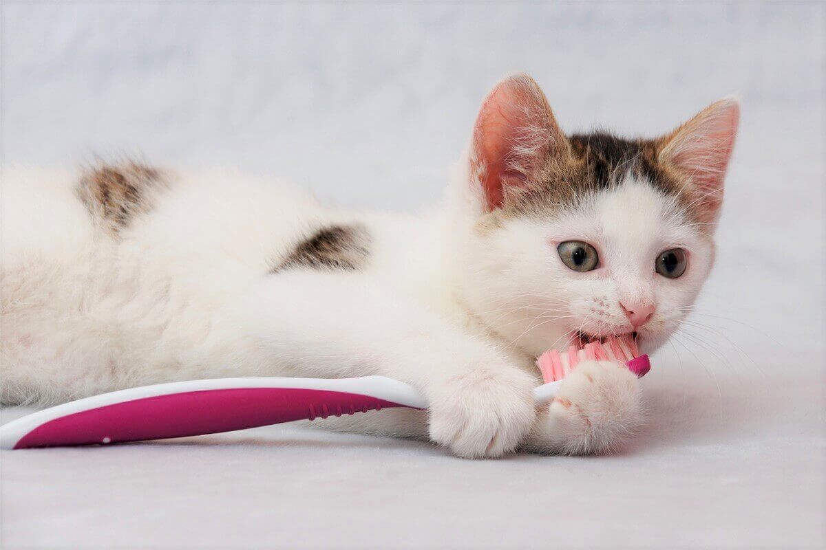 cat-with-toothbrush-1.jpg