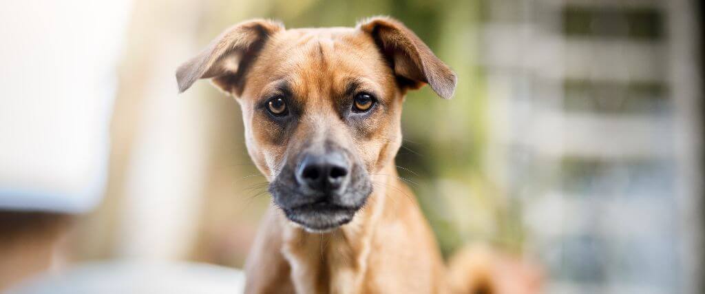 Discovering Heartworm Disease in Dogs Discovering Heartworm Disease in Dogs