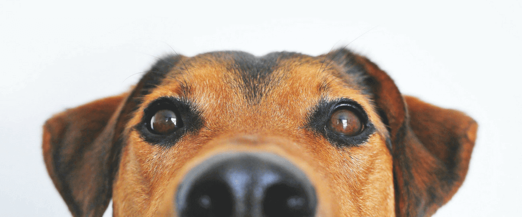 Dog Anal Glands - What Every Dog Lover Needs to Know