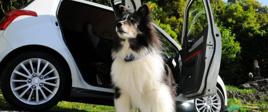 On the Road: Car Travel Tips for Dogs