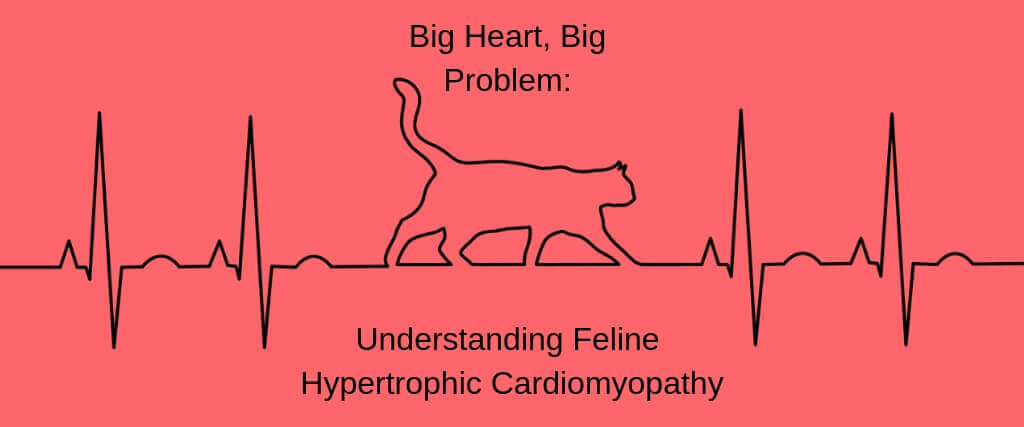 Big Heart, Big Problem: Understanding Feline Hypertrophic Cardiomyopathy
