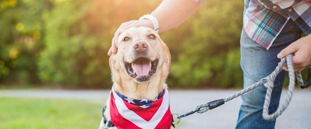 4 Potential Dangers to Your Pet On the 4th of July