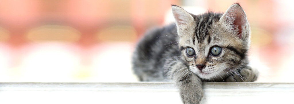 Kitten Care