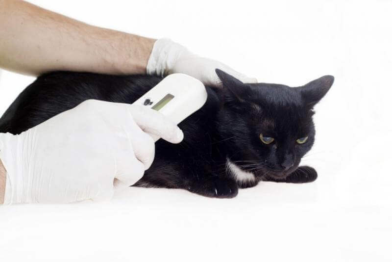 gps tracker cat implant
