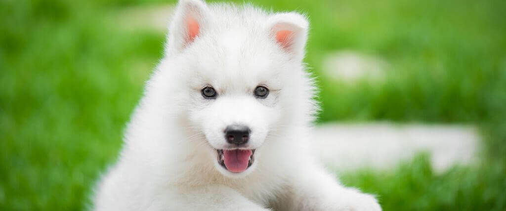 From Puppy Breath to Painful Plaque: How to Take Care Of Your New Pet's Teeth