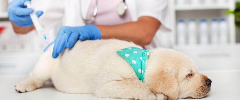 Puppy Vaccination FAQs and The Answers You Need to Know  
