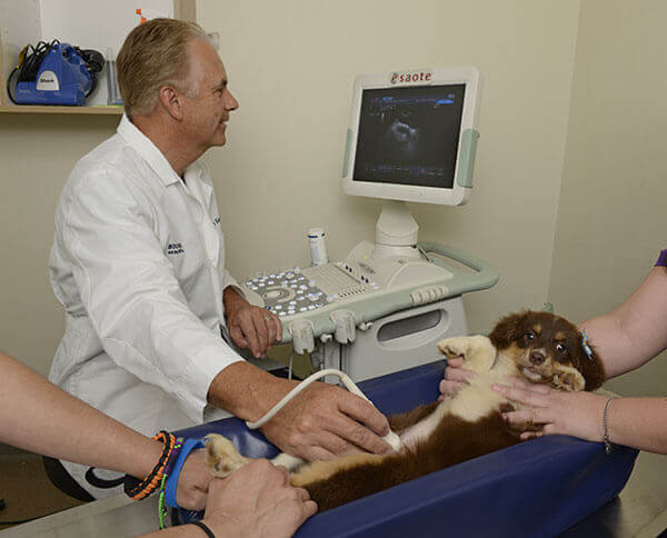 Dog Ultrasound