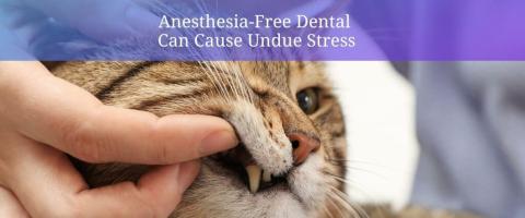 Anesthesia-Free Pet Dental is Riskier Than You Think