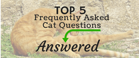 The Five Most Frequently Asked Cat Questions — Answered