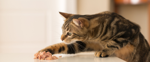 Cats Can Eat What?! Surprising Foods That Are Safe for Your Feline Friend