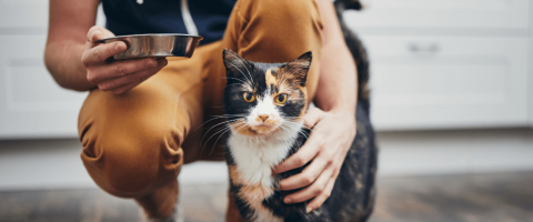 Kit Lit: 10 Ways to Be the Best Cat Owner You Can Be