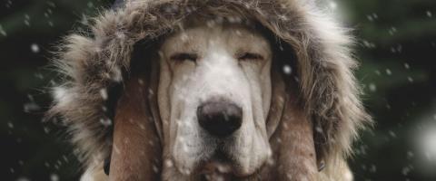 Super Sweaters, Bombastic Booties & Other Winter Tips For Your Dog