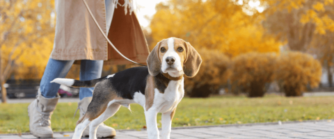 Dog Gone It! How to Master the Leash and Get a Polite Walker