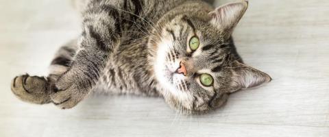 7 Ways to Keep Your Indoor Kitty Lively, Lean, and Ready For a Long Life