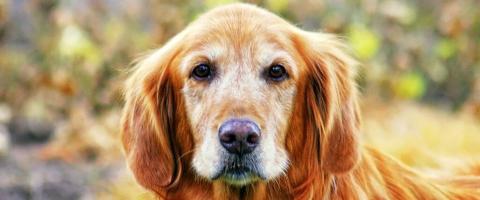 10 Reasons Senior Doggos Are the Best