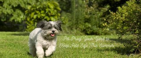Pet Proofing Your Yard for Spring and Summer