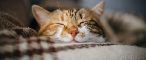 5 Cat Wellness Tips in Honor of Pet Wellness Month