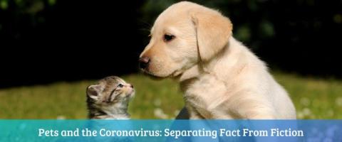 How to Distinguish Myth vs. Reality With COVID-19 and Your Pets