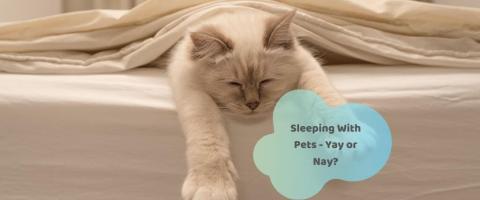 The Unfortunate Truth About Sleeping With Your Pets