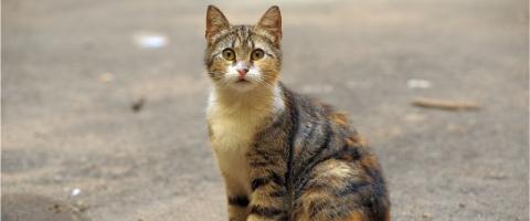 5 Tips For Finding Your Lost Cat and How to Prevent This Tragedy