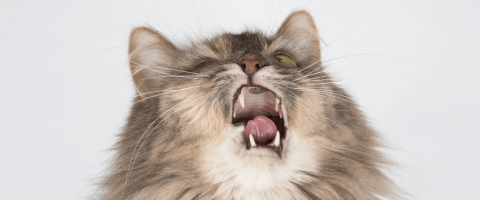 When to take a sneezing cat to the vet