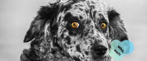10 Wonky Doggo Behaviors & The Reasons Behind Them