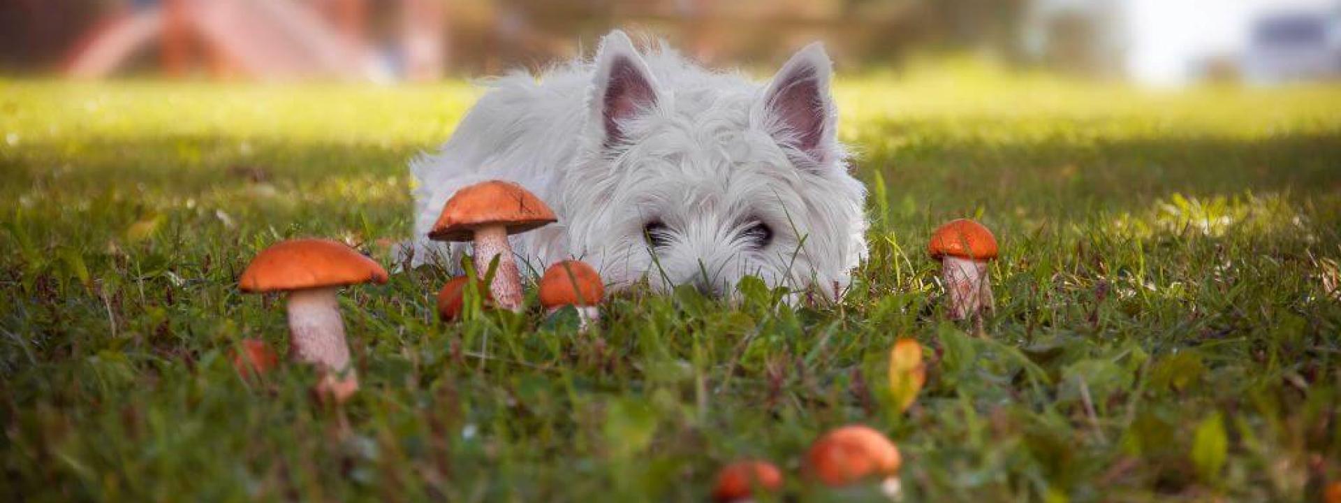 A Fungus Among Us: Mushroom Ingestion in Dogs