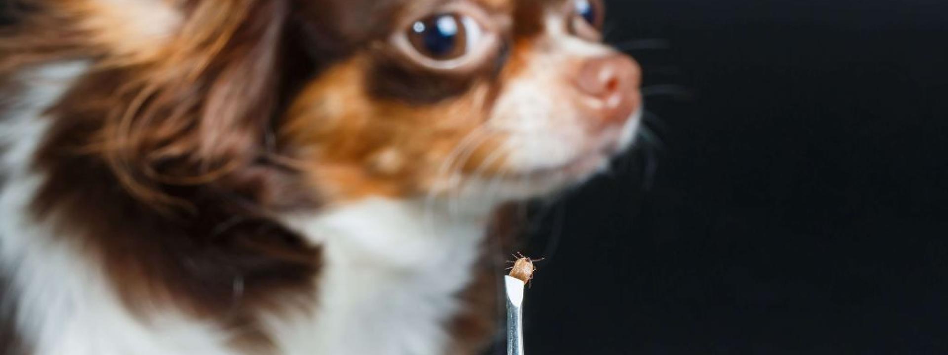 Chihuahua looking at tick