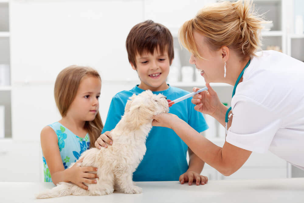 Puppy vaccines